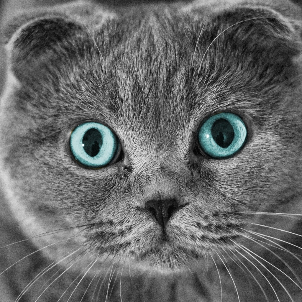 Cat Clicker